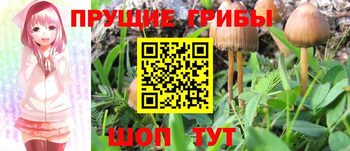 Кстово  Галлюциногенные грибы Psilocybine cubensis  Галлюциногенные грибы мицелий  Вход с VPN 